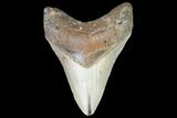 Fossil Megalodon Tooth - North Carolina #101301-1